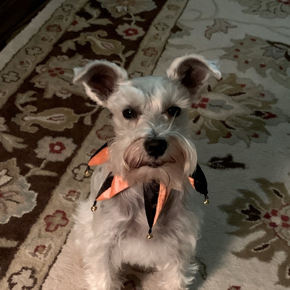 Meet your Posher, Sugar! - Picture 1 of 1